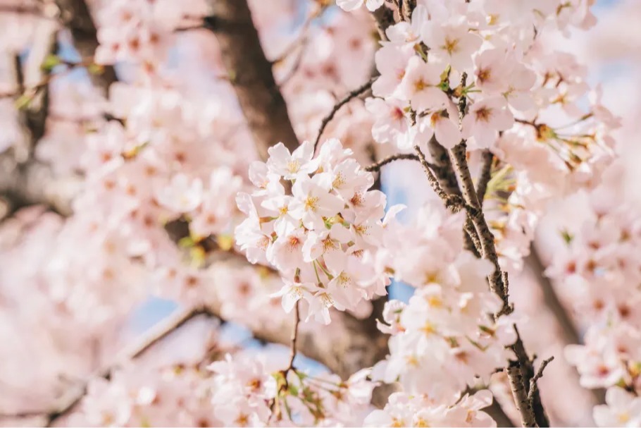WHU implements 2025 cherry blossom viewing policy'