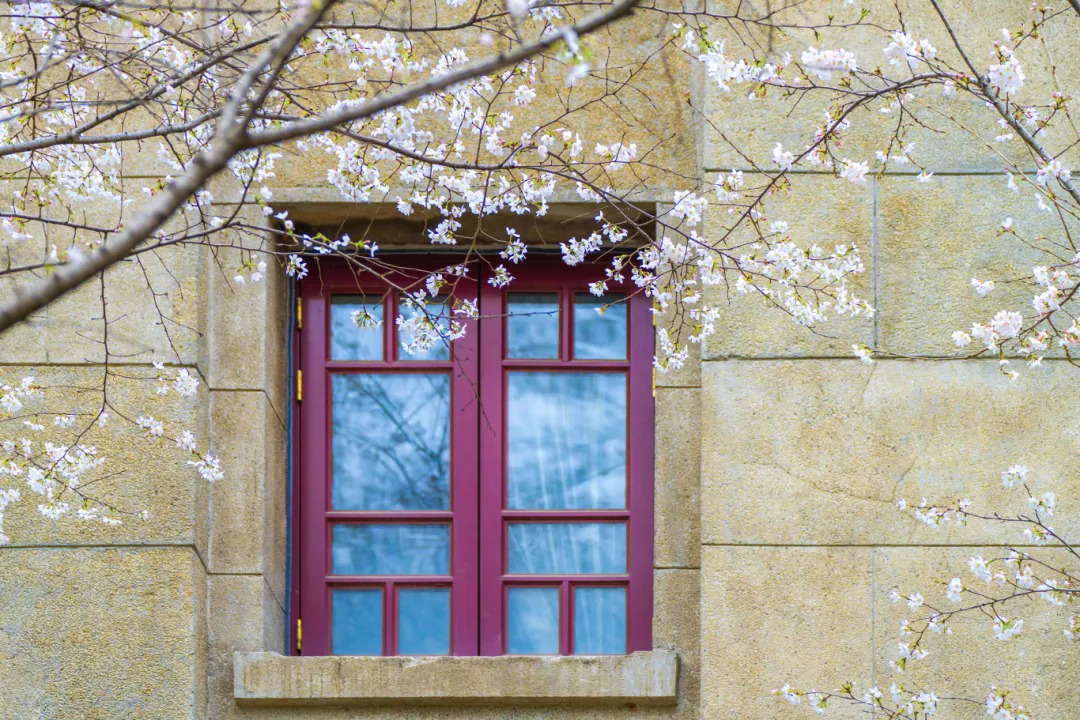 The first touch of cherry blossoms at Wuhan University